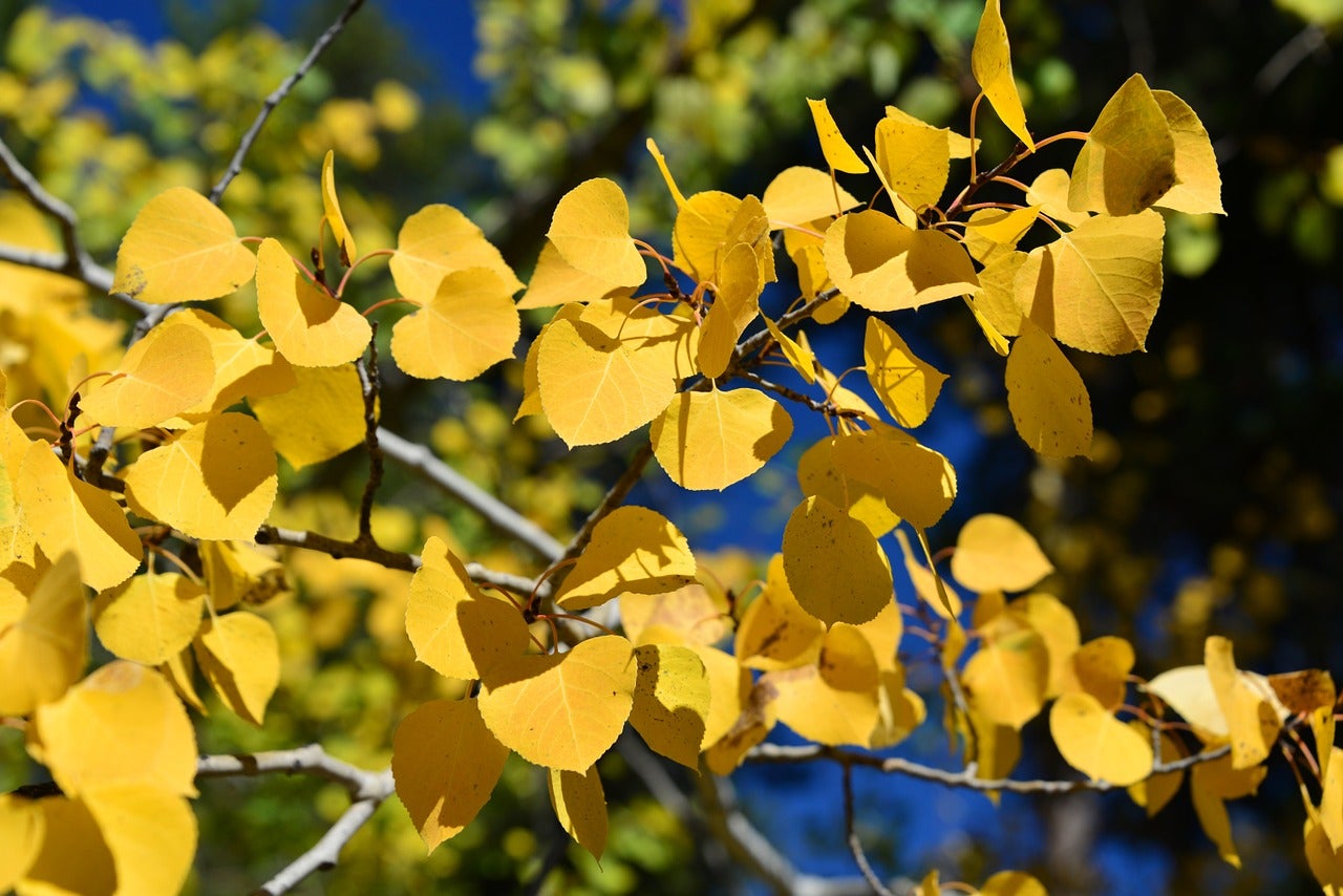 Things to do near Rawlins - Aspen Alley